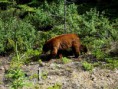 /album/photo-gallery5/jasper004-jpg/