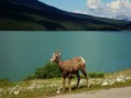 /album/photo-gallery5/jasper007-jpg/