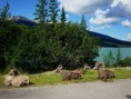 /album/photo-gallery5/jasper008-jpg/